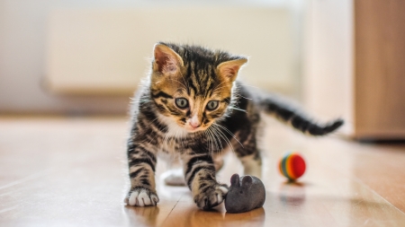 Kitten - animal, kitten, cute, pisici, toy, cat