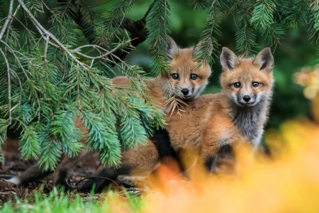 Foxes - vulpe, animal, yellow, cub, fox, green, cute, couple