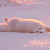 Artic Fox