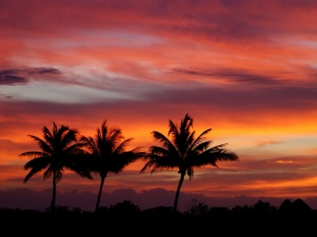 Sunset - sky, plam trees, silhouette, clouds, sunset