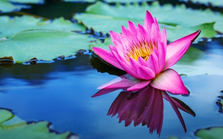 Lotus - summer, lotus, flower, pink, water, reflection, green