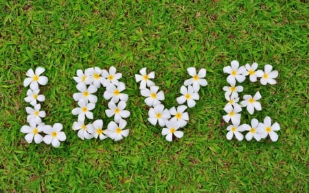 :-) - flower, love, white, card, valentine, word, plumeria, texture, skin, green