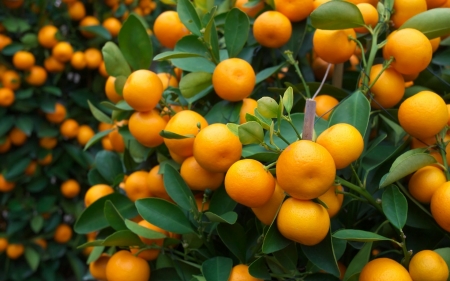 Oranges - skin, vara, green, orange, summer, fruit