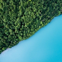 Forest Meets Lake