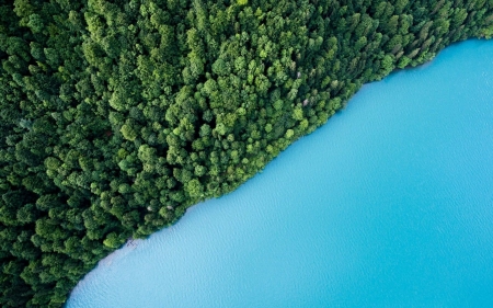 Forest Meets Lake - fun, nature, Forest, Lake, cool