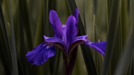 Iris - summer, aaron burden, blue, iris, flower