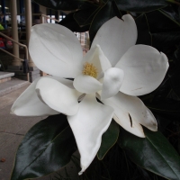 BEAUTIFUL MAGNOLIA FLOWER