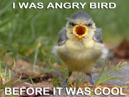 ANGRY BIRD - comment, card, angry, bird