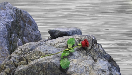 Love rose - shore, passion, red, rain, rock, rose, love