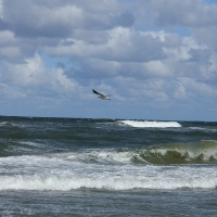 Sea Waves and Gull