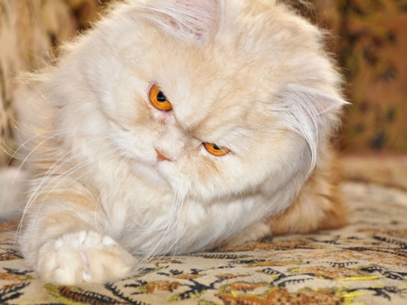 FLUFFY CAT - image, cute, fluffy, cat