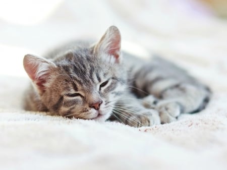 SLEEPING KITTY - image, kitty, cute, sleeping