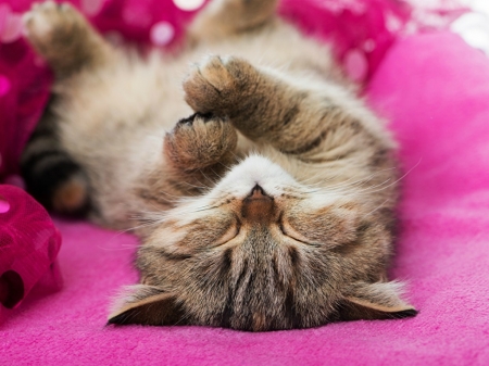 NAPPING CAT - napping, image, cute, cat