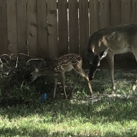 Doe & Newborn Fawn