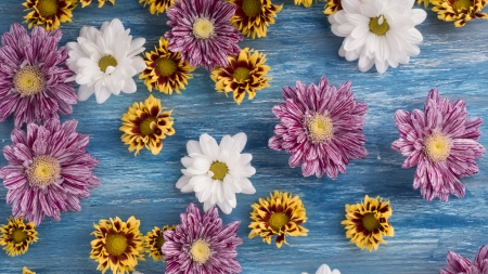 Flowers - white, yellow, wood, card, texture, flower, pink