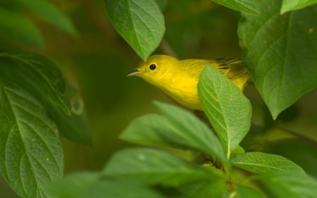 Bird - bird, yellow, green, pasare, leaf