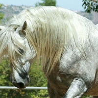 Andalusian