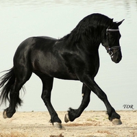 Sjoerd The Friesian