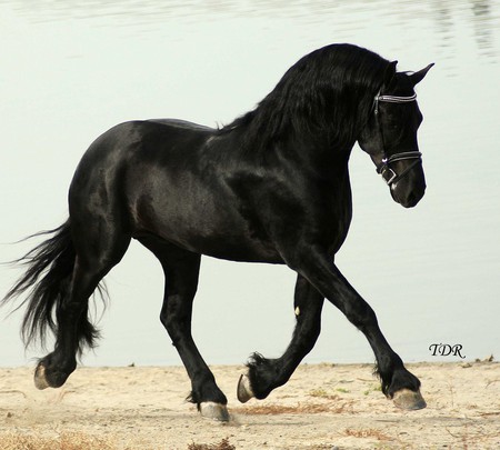 Sjoerd The Friesian - horses, friesian stallion, friesian, sjoerd, friesland, animals