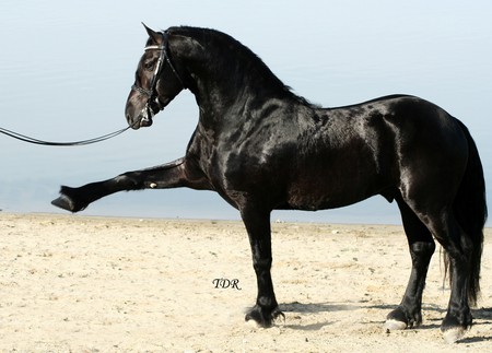 Sjoerd exhibiting the Spanish Walk - horses, friesian stallion, friesian, sjoerd, friesland, animals