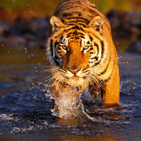 Baby Tiger Picture