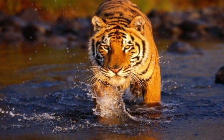 Baby Tiger Picture