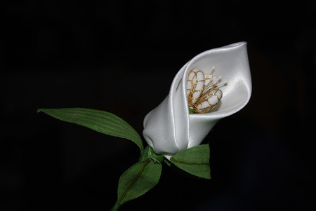 White Rose - photography, abstract