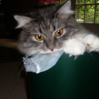 Trash Cat