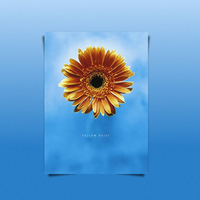 Yellow Daisy