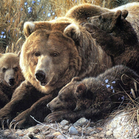 Bear Family