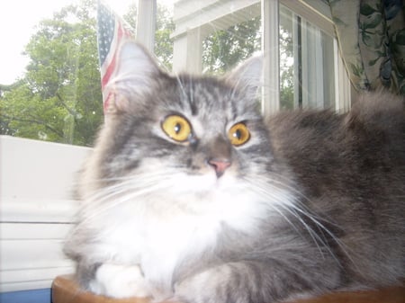 Lilly :3 - gray and white, american flag, window, cat