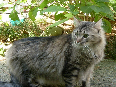 Blu :3 - concrete, bush, cat, outside