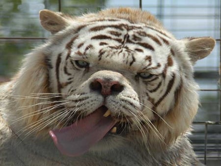 This is real!  - white tiger, real, tiger, inbreeding, tongue, cat