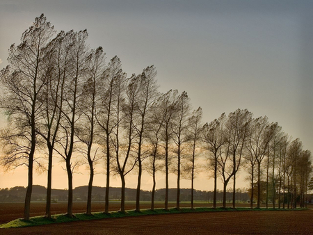 A beautiful evening - fall, trees, sunset, autumn, evening