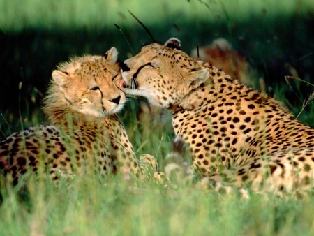 grooming-cheetahs - cheetah, grooming-cheetahs, licking, animal, cool, grass