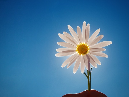 Daisy - daisy, wallpaper, flower