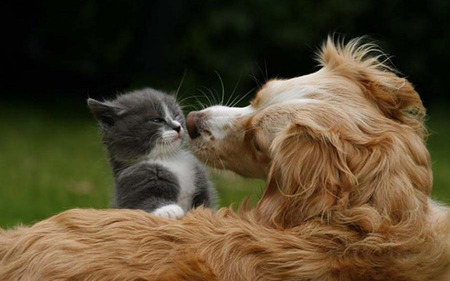 Dog and kitten - cats, dogs