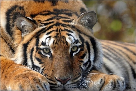 Tiger - great, eyes, tiger, wild