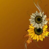 Daisies