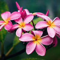 Pink flowers