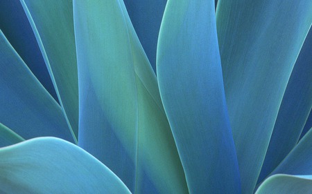 Agave - photography, abstract