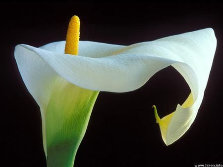 calla lillly jpg - lovely, garden, calla lilly, romantic