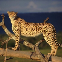 female-cheetah
