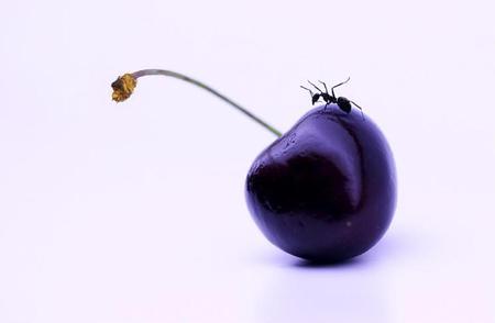 ant and cherry - ant, purple, cherry