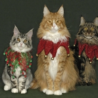 Christmas Cats