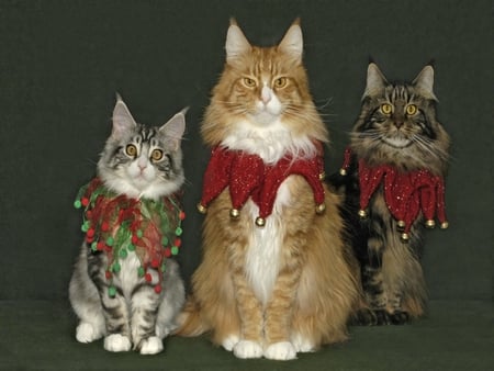 Christmas Cats