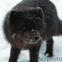 Rare Blue Fox