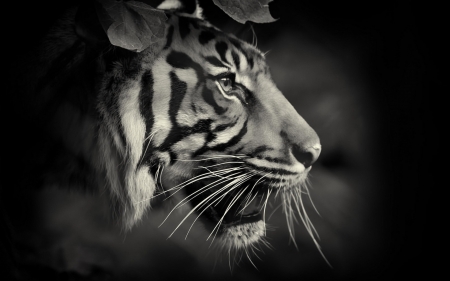 Tiger - black, white, animal, bw, tigru, tiger