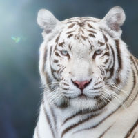 White tiger