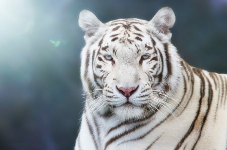 White tiger